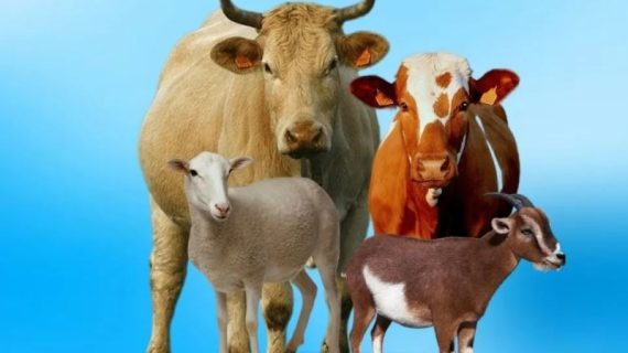 Panduan Praktis Fiqh Qurban