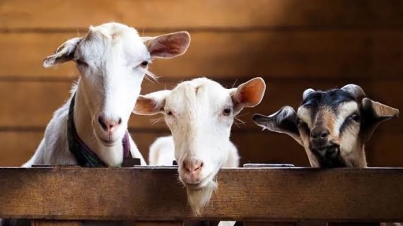 Sepuluh Larangan Dalam Berqurban