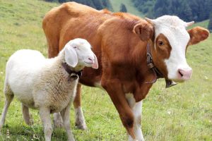 PEDOMAN RINGKAS BAGI PANITIA QURBAN